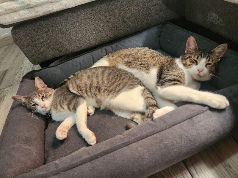 THOR Y PAPASITO