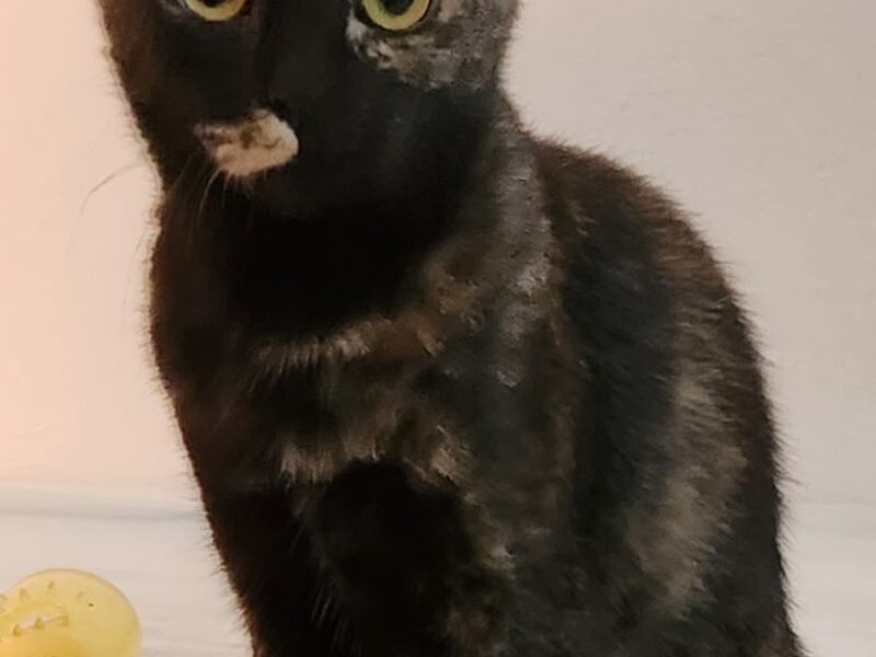 BELLA