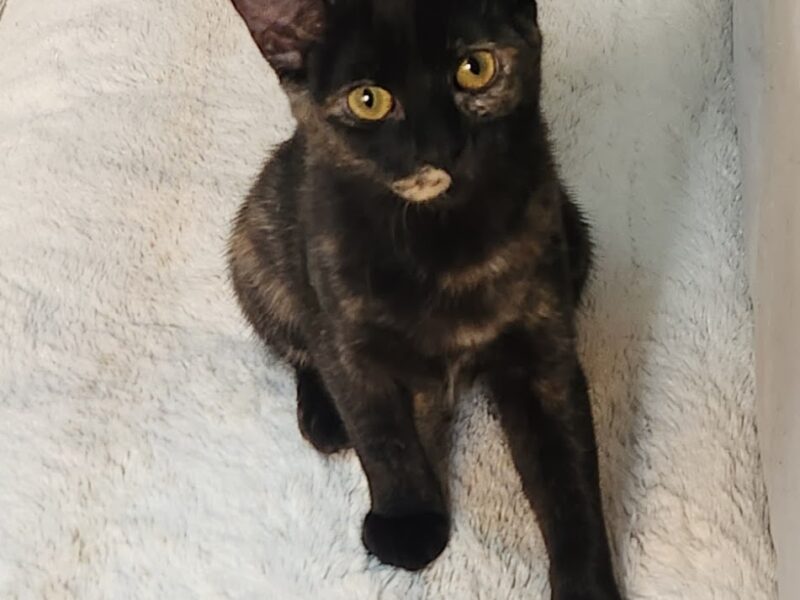 BELLA