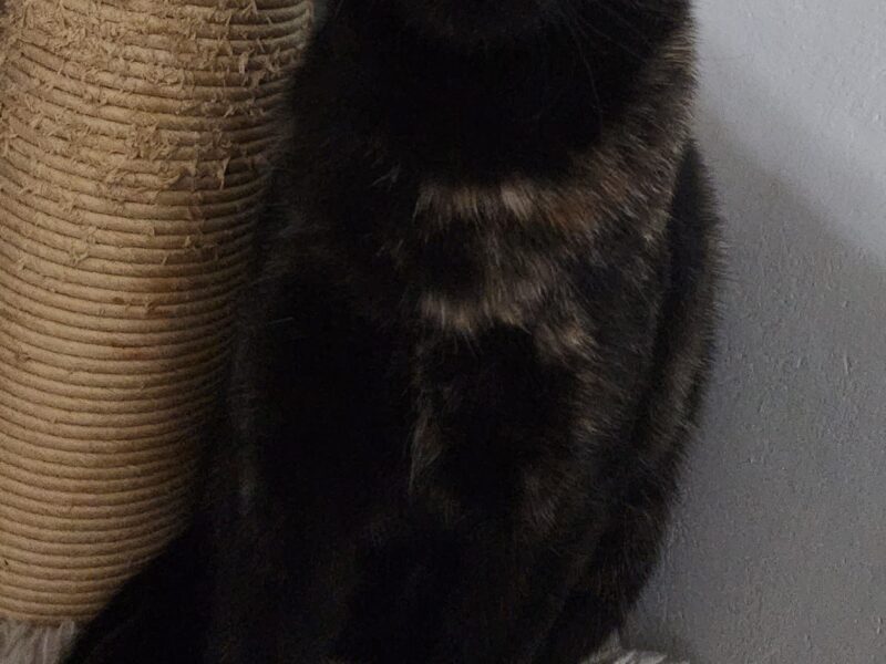 BELLA