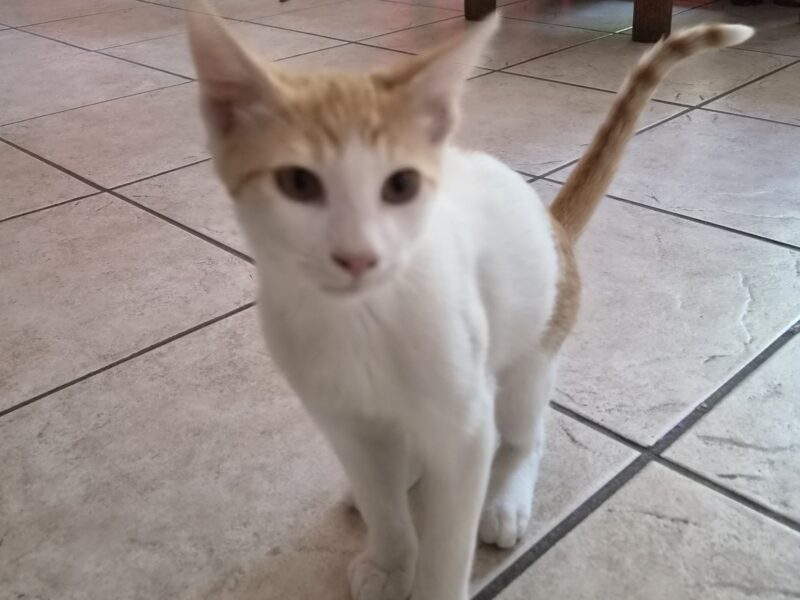 TITO