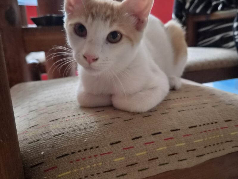TITO