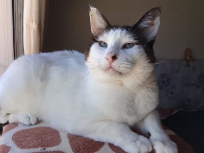 BLANKITO
