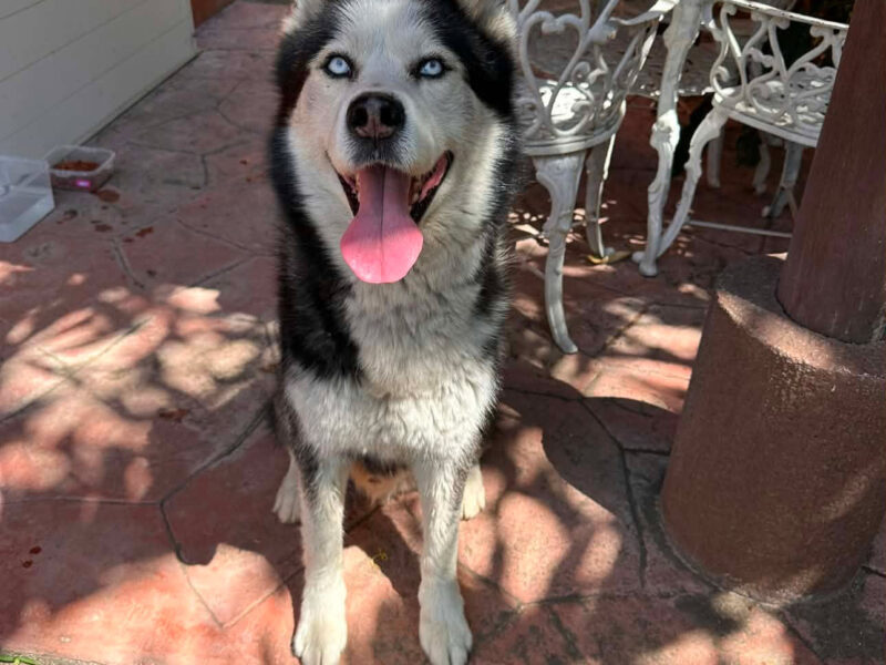 Conan