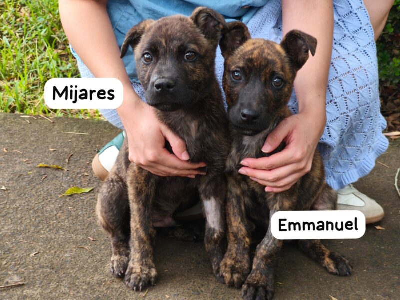 EMMANUEL Y MIJARES