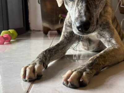 CLEMENTINA