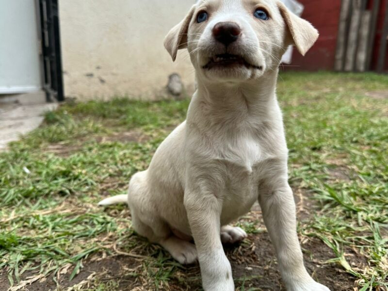 ADA