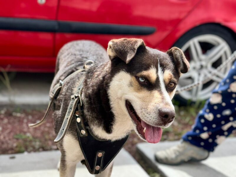 LOBITO