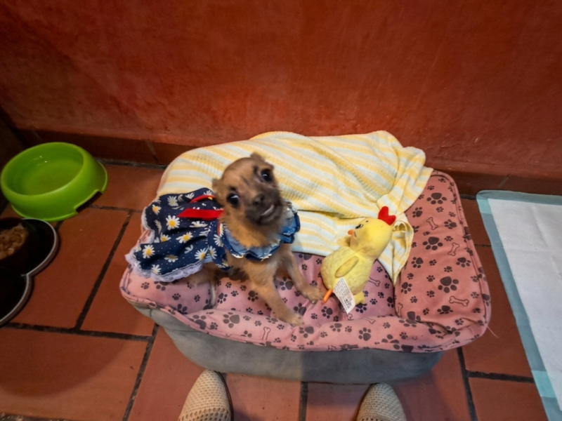 PEPA PEPPER