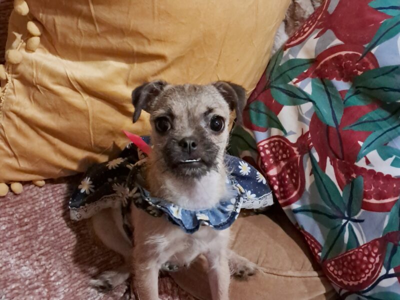 PEPA PEPPER