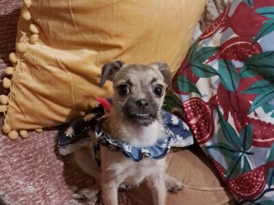 PEPA PEPPER