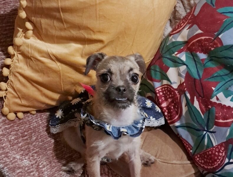 PEPA PEPPER