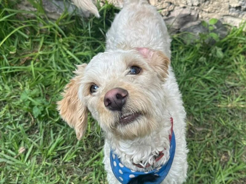 MATEO