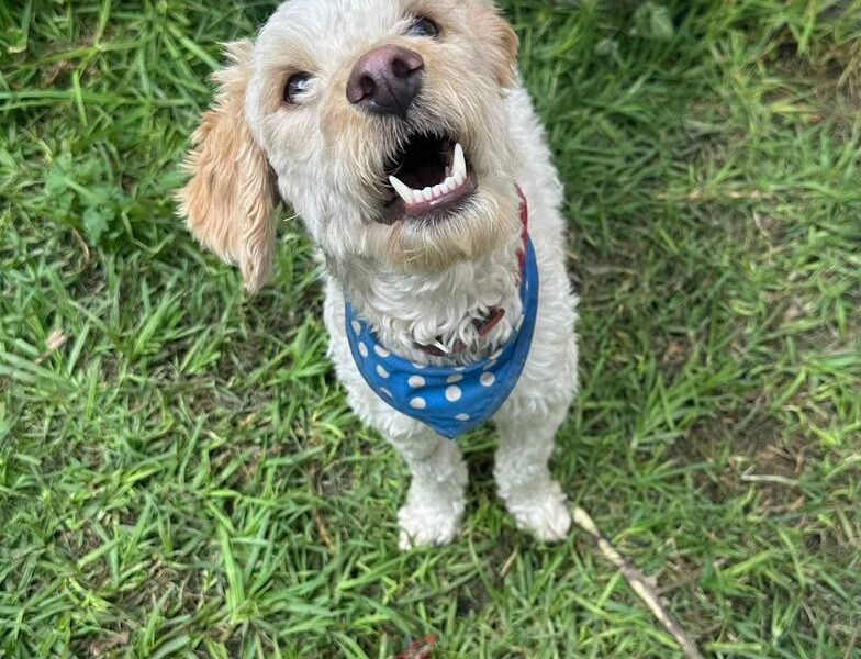 MATEO
