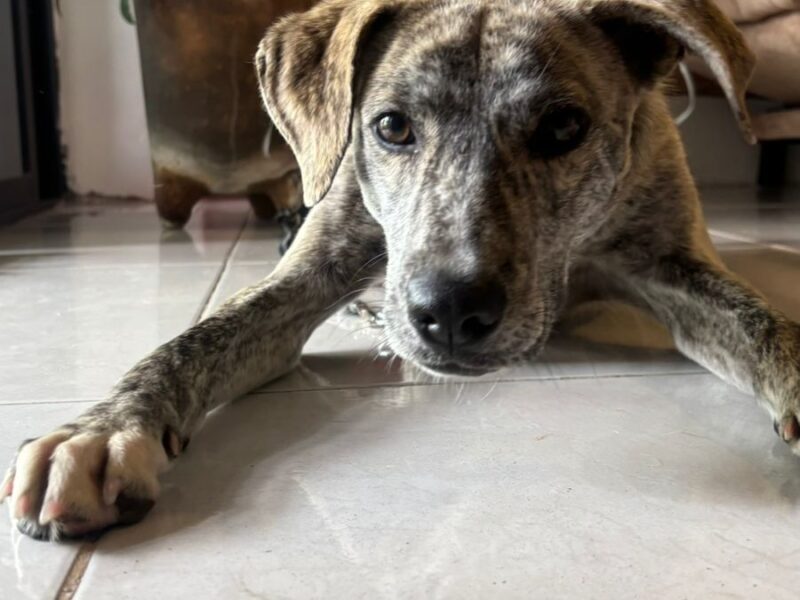 CLEMENTINA
