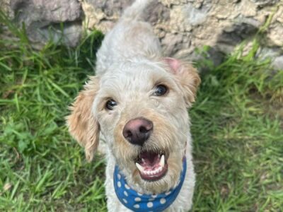 MATEO