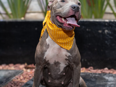 GUAPA