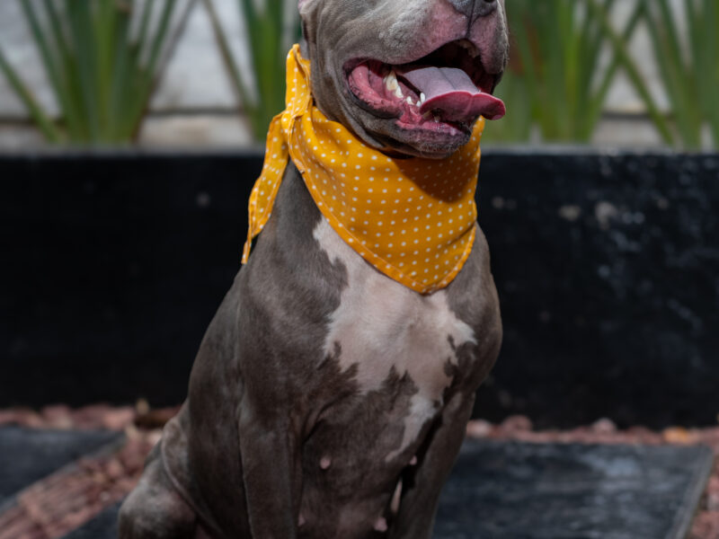 GUAPA