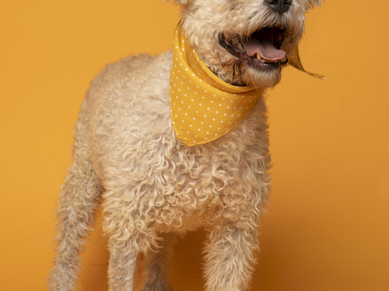 AGADOR