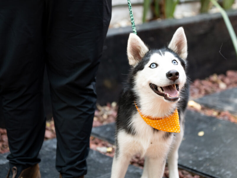 BOWIE