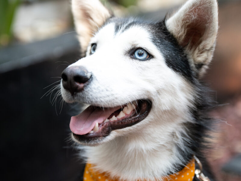 BOWIE
