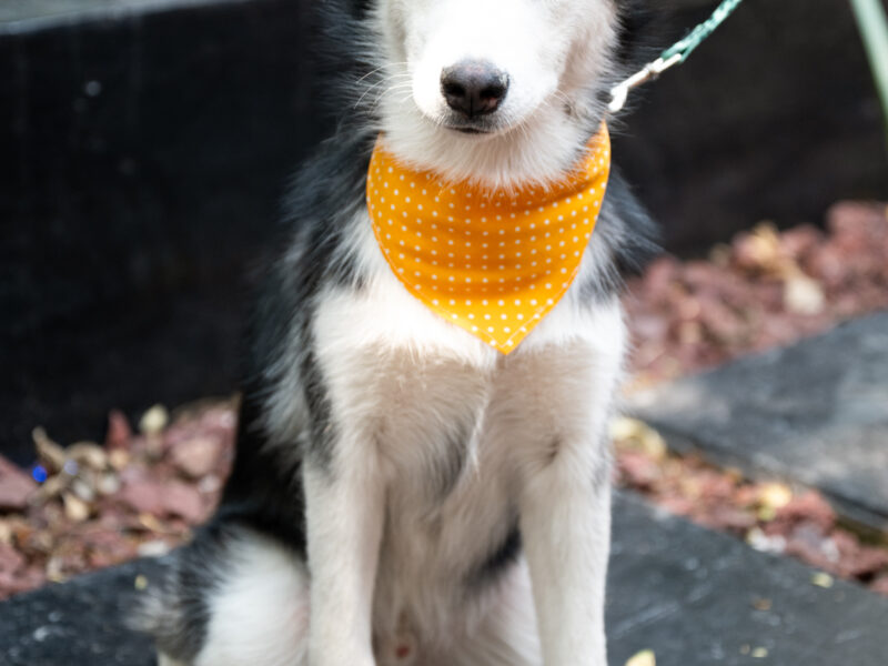 BOWIE