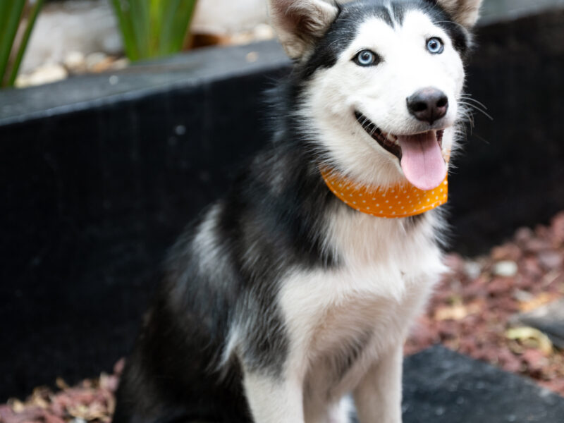 BOWIE