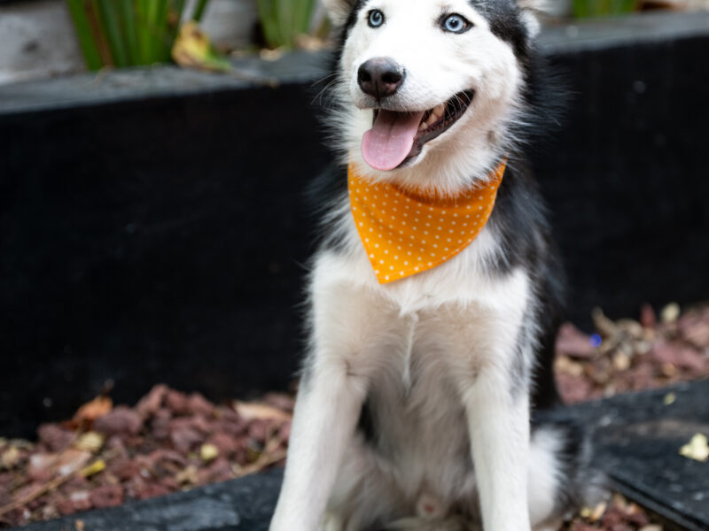 BOWIE
