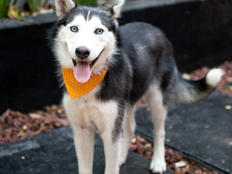 BOWIE
