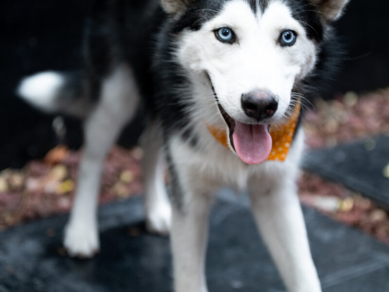 BOWIE