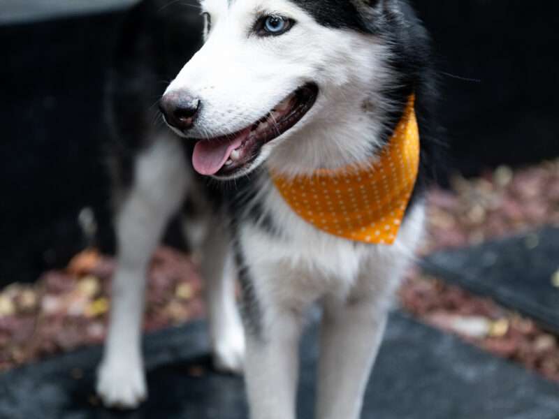 BOWIE