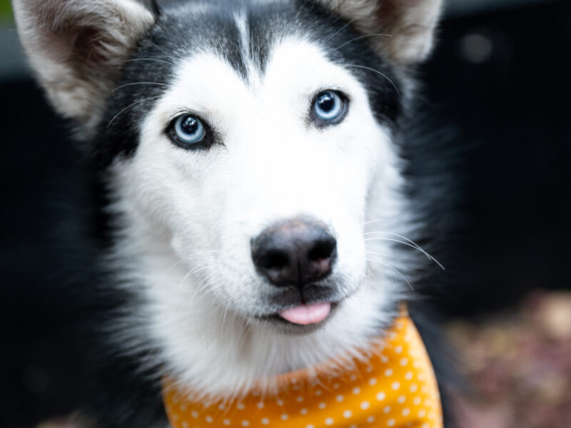 BOWIE