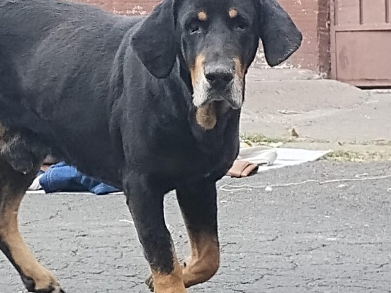 TRIBI