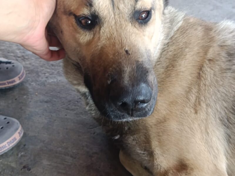 LOBITO