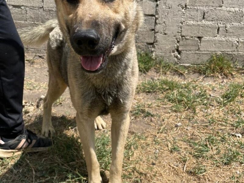LOBITO