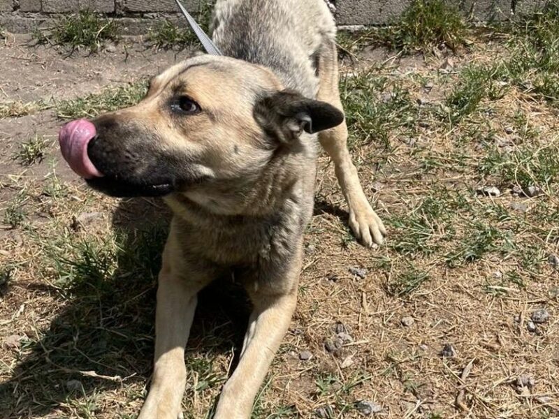 LOBITO