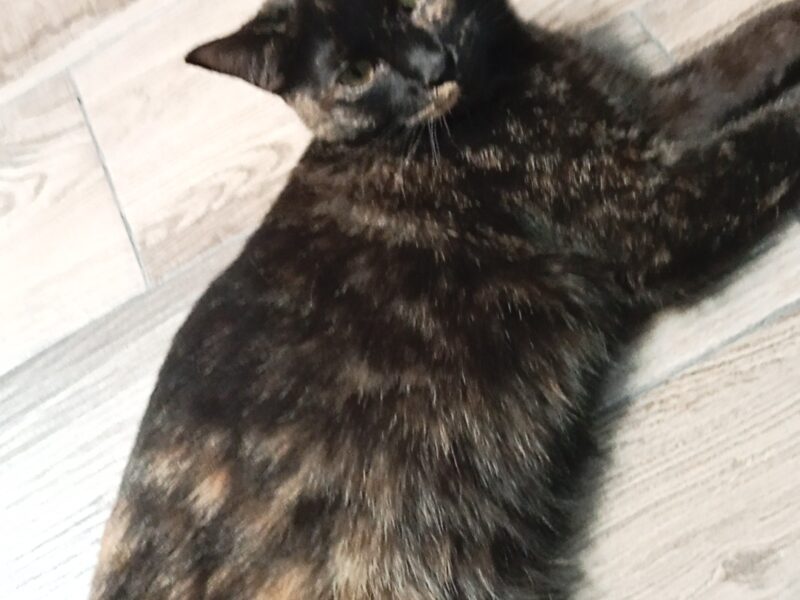 BELLA