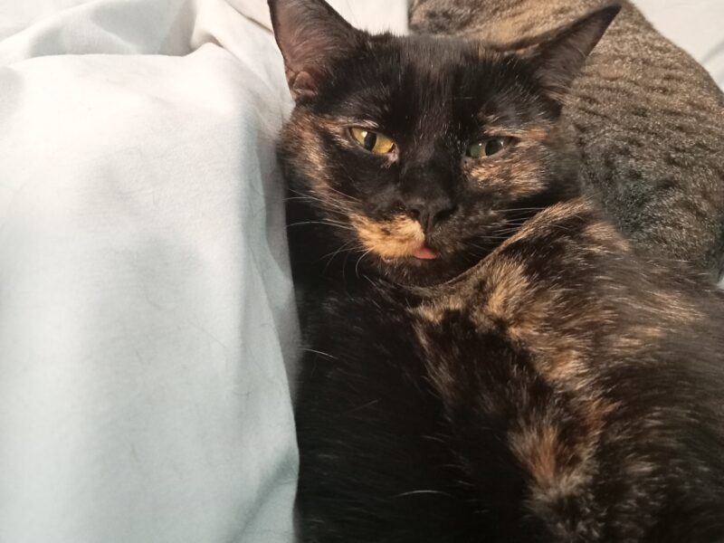 BELLA
