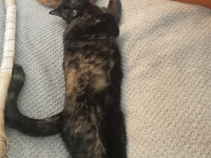BELLA