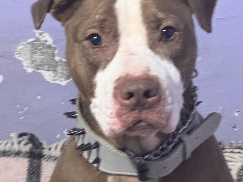 TYSON