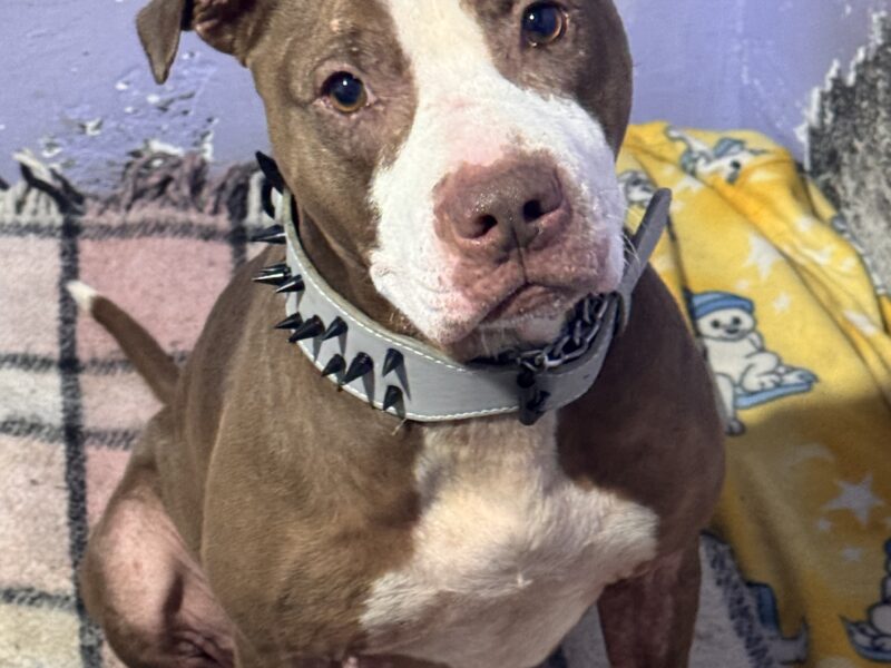 TYSON