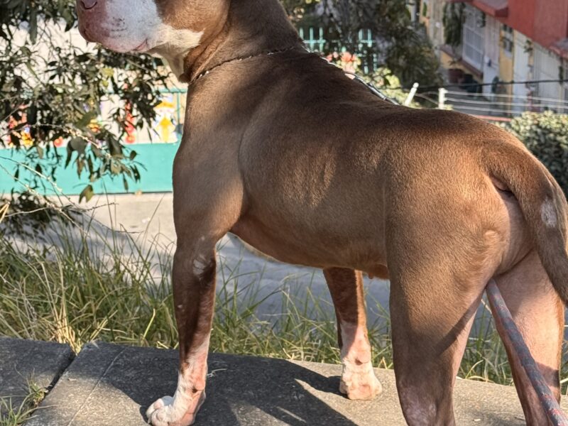 TYSON