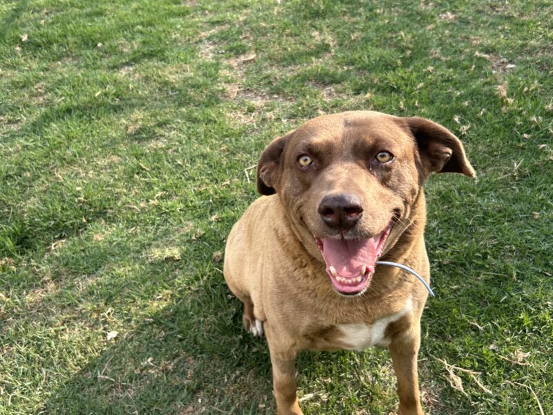 CANELA