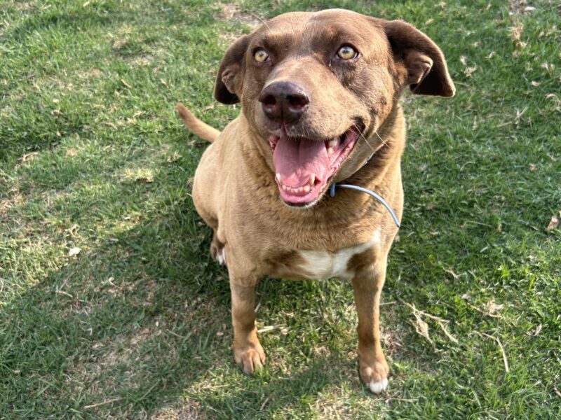 CANELA