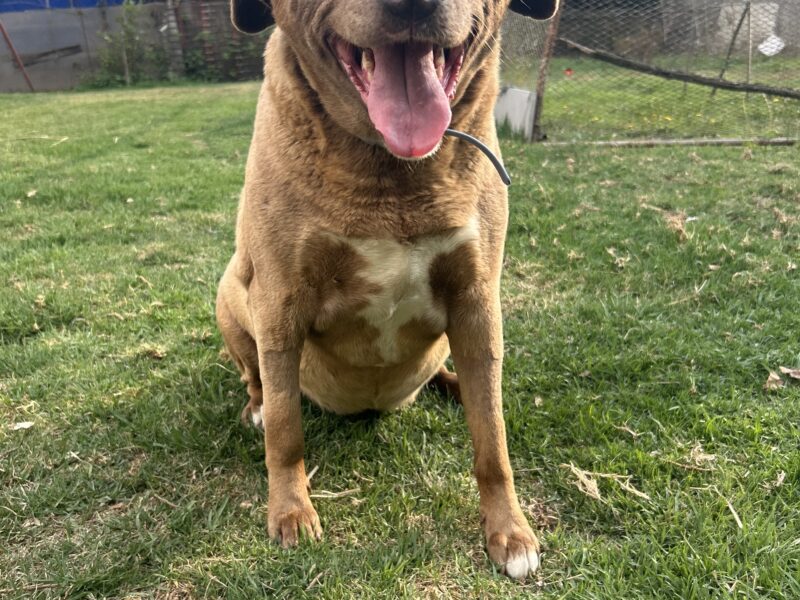 CANELA