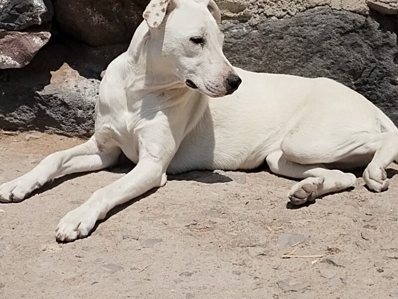 PALOMA