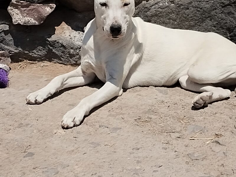 PALOMA