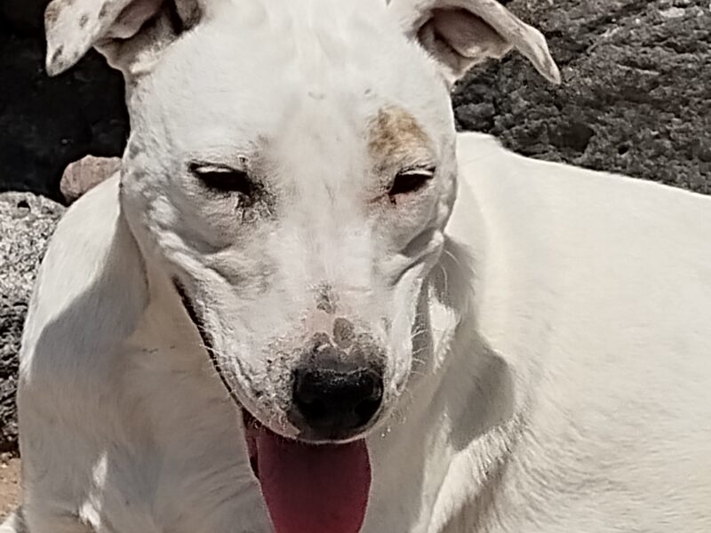 PALOMA