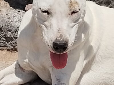 PALOMA