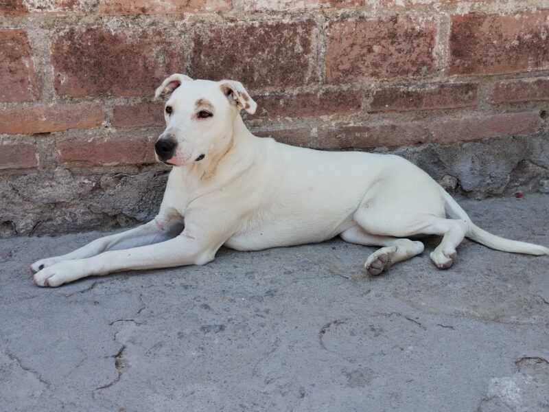 PALOMA